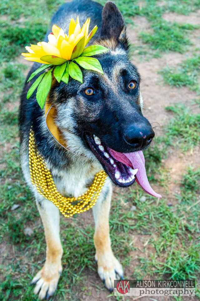 365 Shelter Dogs Day 207