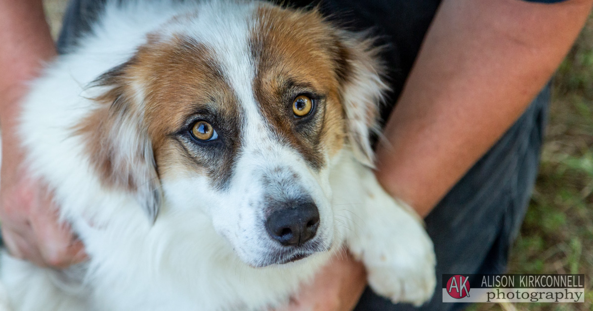 Animal Shelter Dog Portrait- Tega Cay, South Carolina Photographer