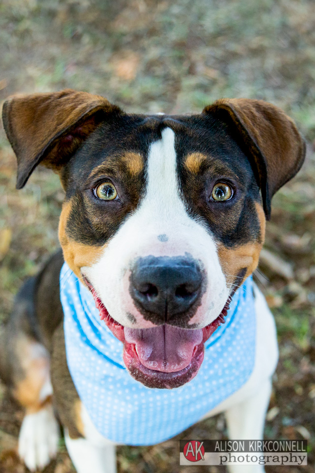 365 Shelter Dogs Day 209