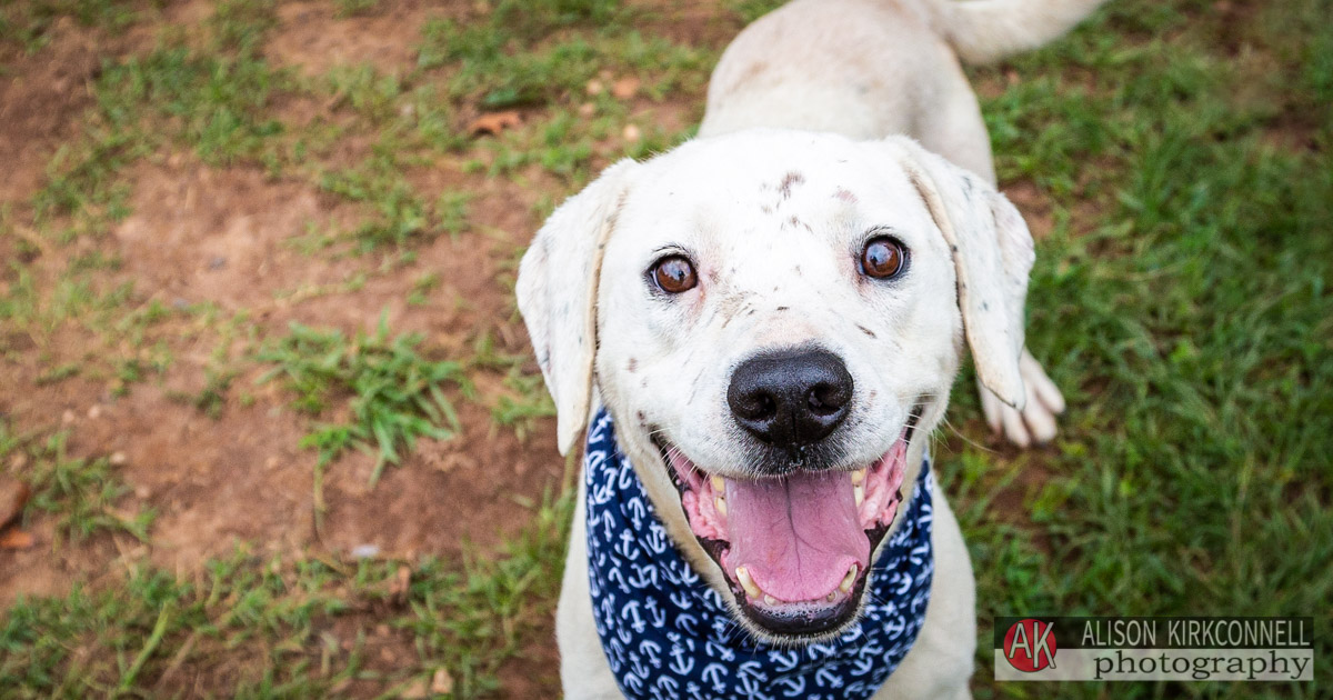 Animal Shelter Dog Portrait- Charlotte, North Carolina Photographer