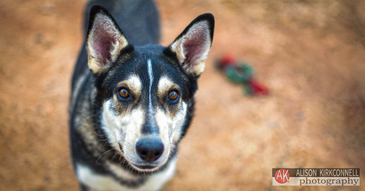 Animal Shelter Dog Portrait- Indian Land, South Carolina Photographer