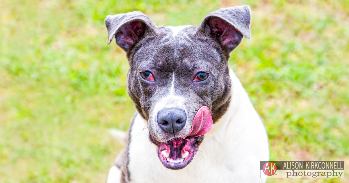 Animal Shelter Dog Portrait- Lake Wylie, South Carolina Photographer