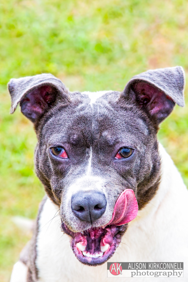 365 Shelter Dogs Day 221