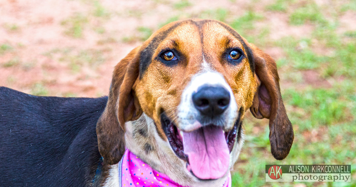 Animal Shelter Dog Portrait- Charlotte, North Carolina Photographer