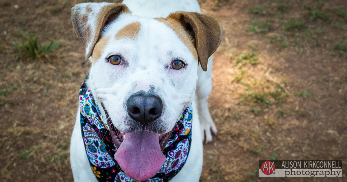 Animal Shelter Dog Portrait- Ballantyne Charlotte, North Carolina Photographer