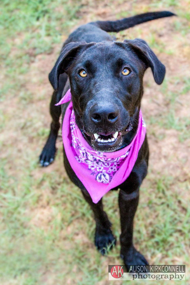 365 Shelter Dogs Day 224