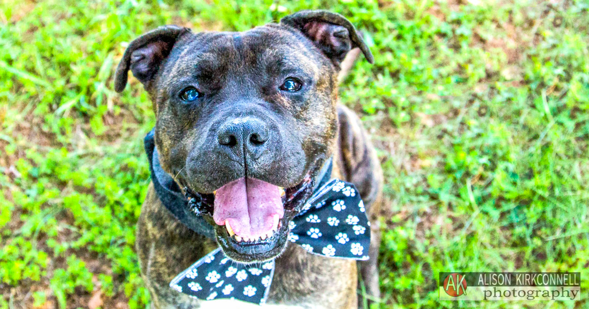 Animal Shelter Dog Portrait- Fort Mill, South Carolina Photographer