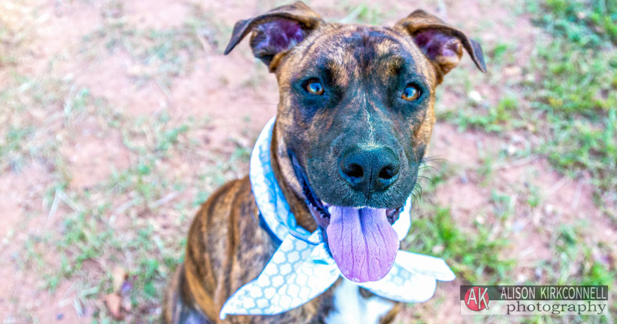 Animal Shelter Dog Portrait- Tega Cay, South Carolina Photographer