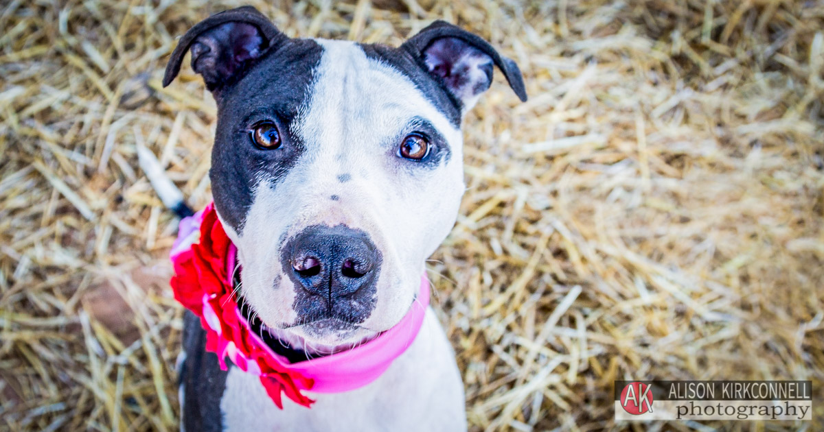 Animal Shelter Dog Portrait- Lake Wylie, South Carolina Photographer