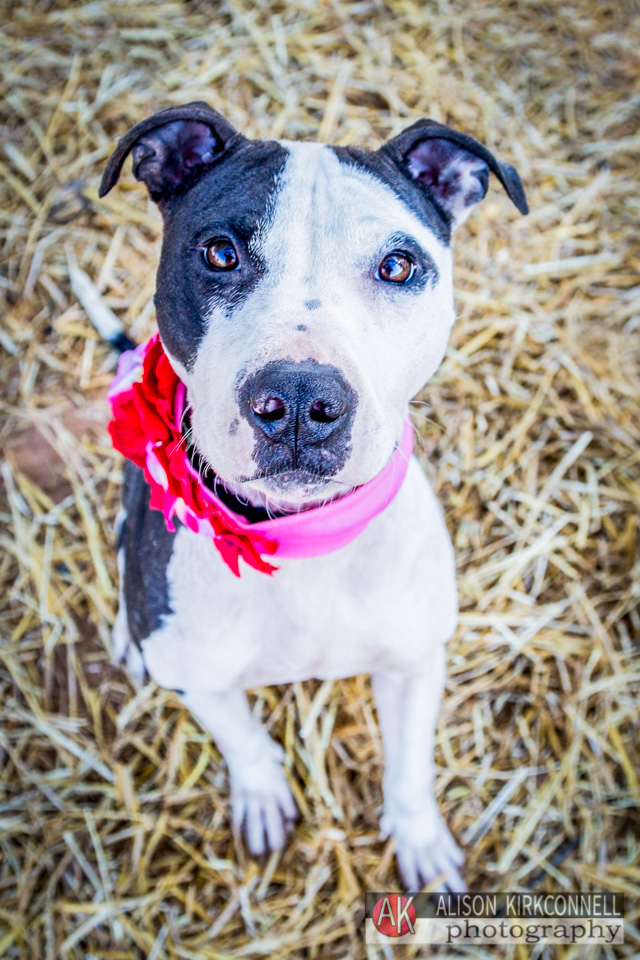 365 Shelter Dogs Day 227