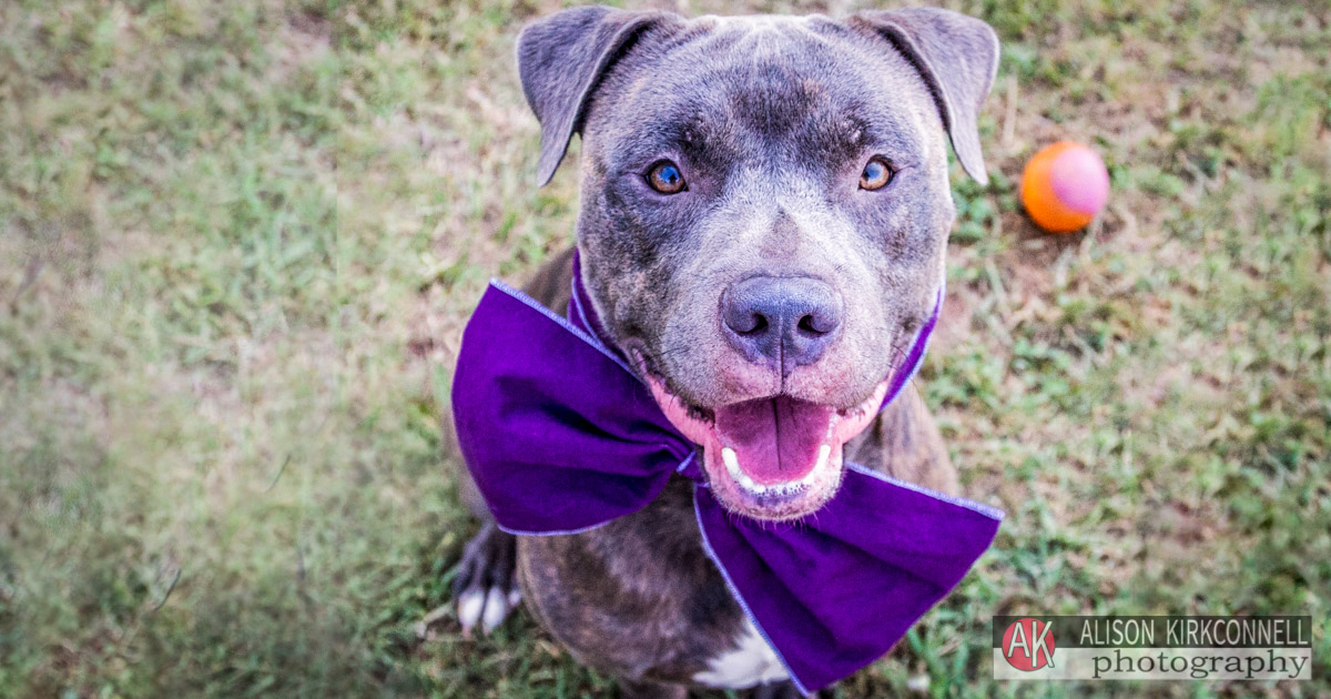 Animal Shelter Dog Portrait- Charlotte, North Carolina Photographer