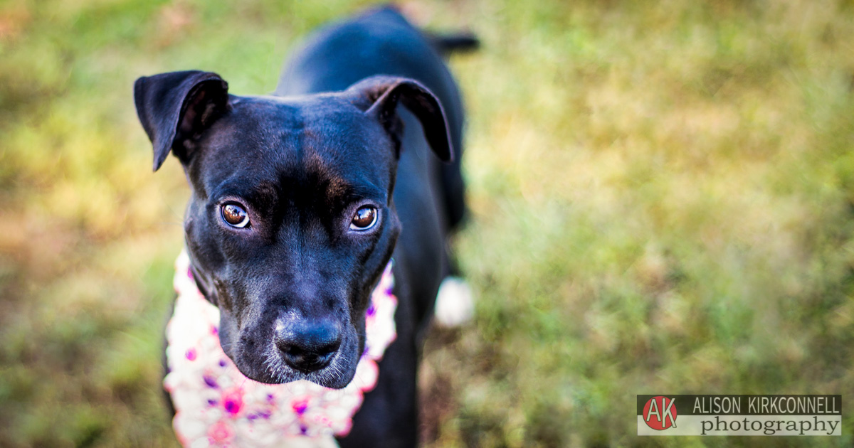 Animal Shelter Dog Portrait- Ballantyne Charlotte, North Carolina Photographer