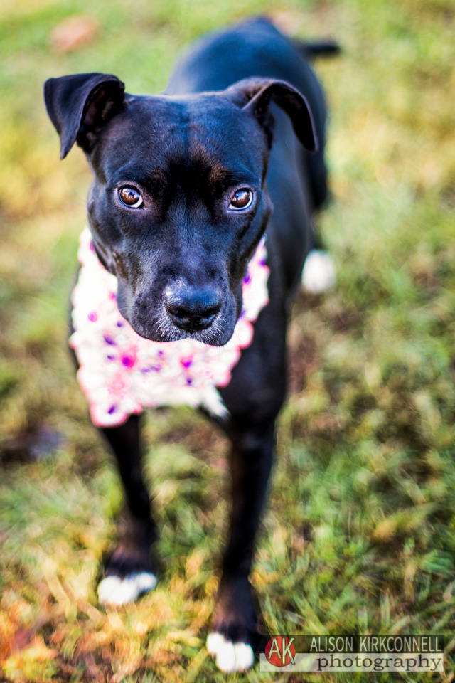 365 Shelter Dogs Day 230