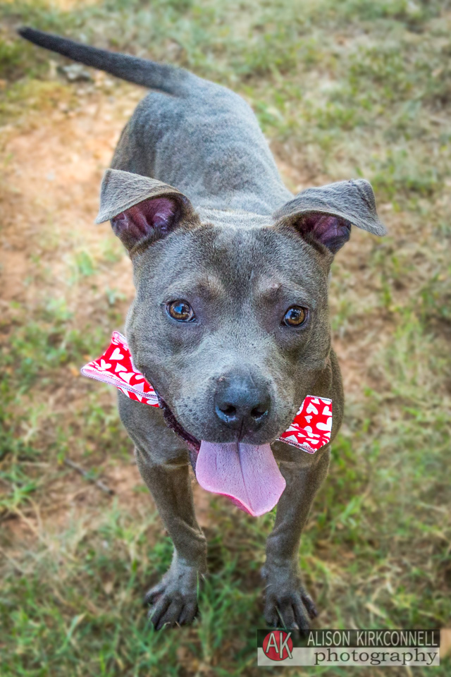 365 Shelter Dogs Day 235