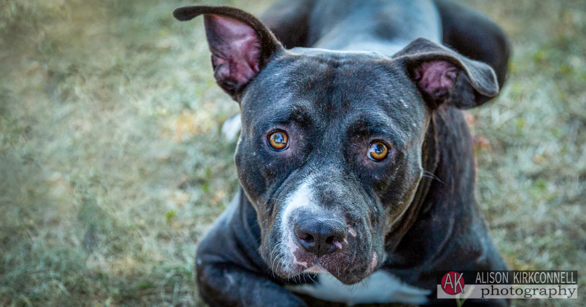 Animal Shelter Dog Portrait- Lake Wylie, South Carolina Photographer