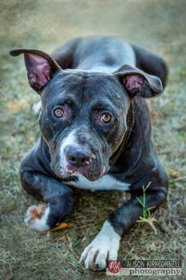 365 Shelter Dogs Day 236