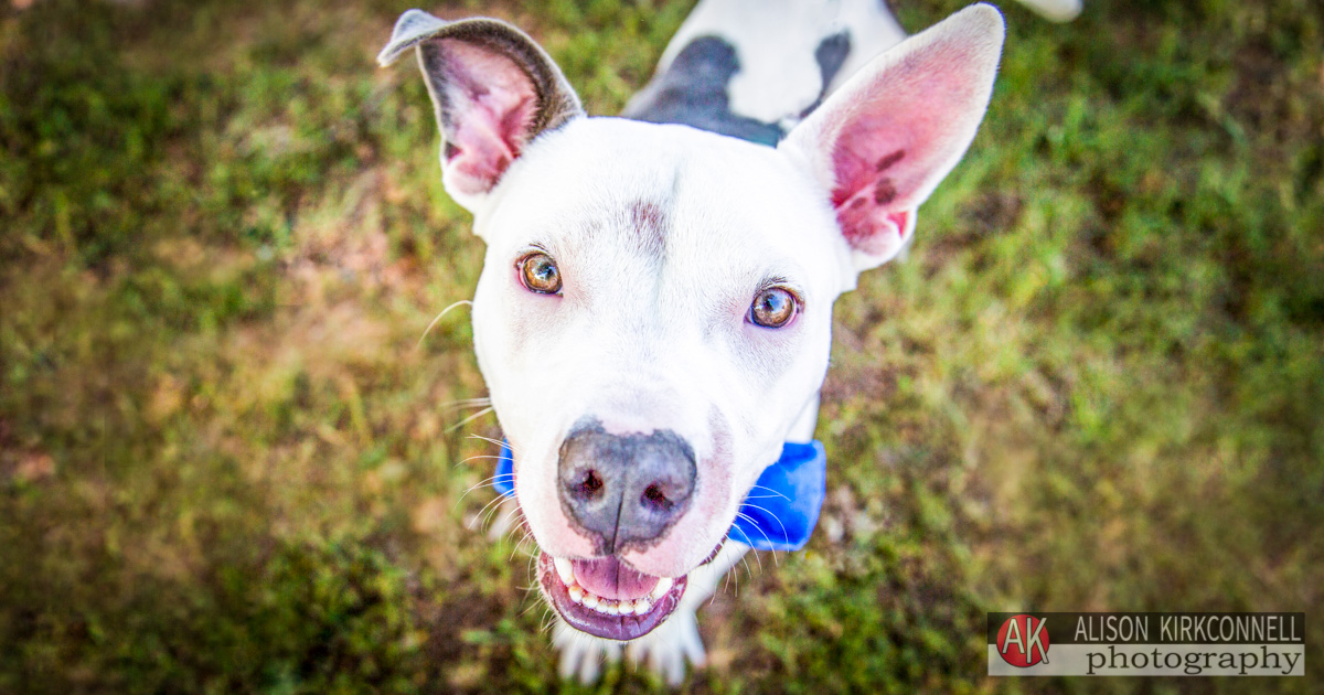 Animal Shelter Dog Portrait- Ballantyne Charlotte, North Carolina Photographer