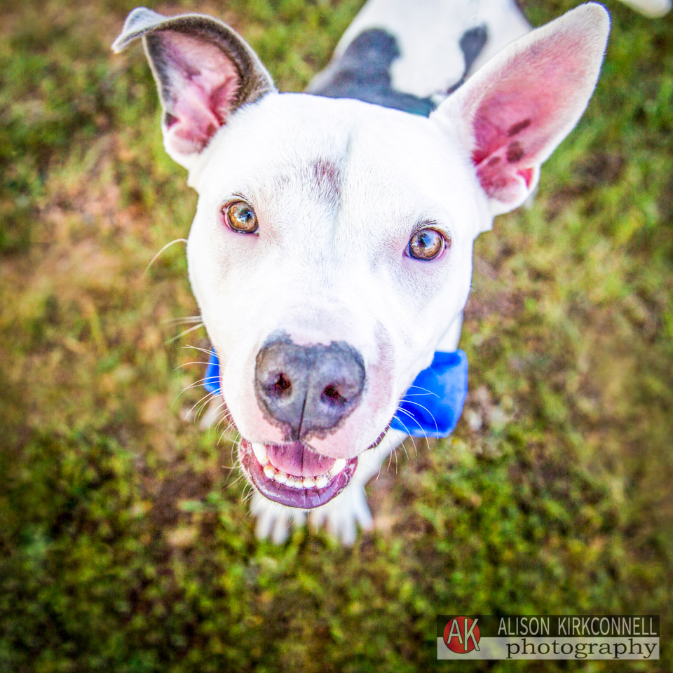 365 Shelter Dogs Day 238