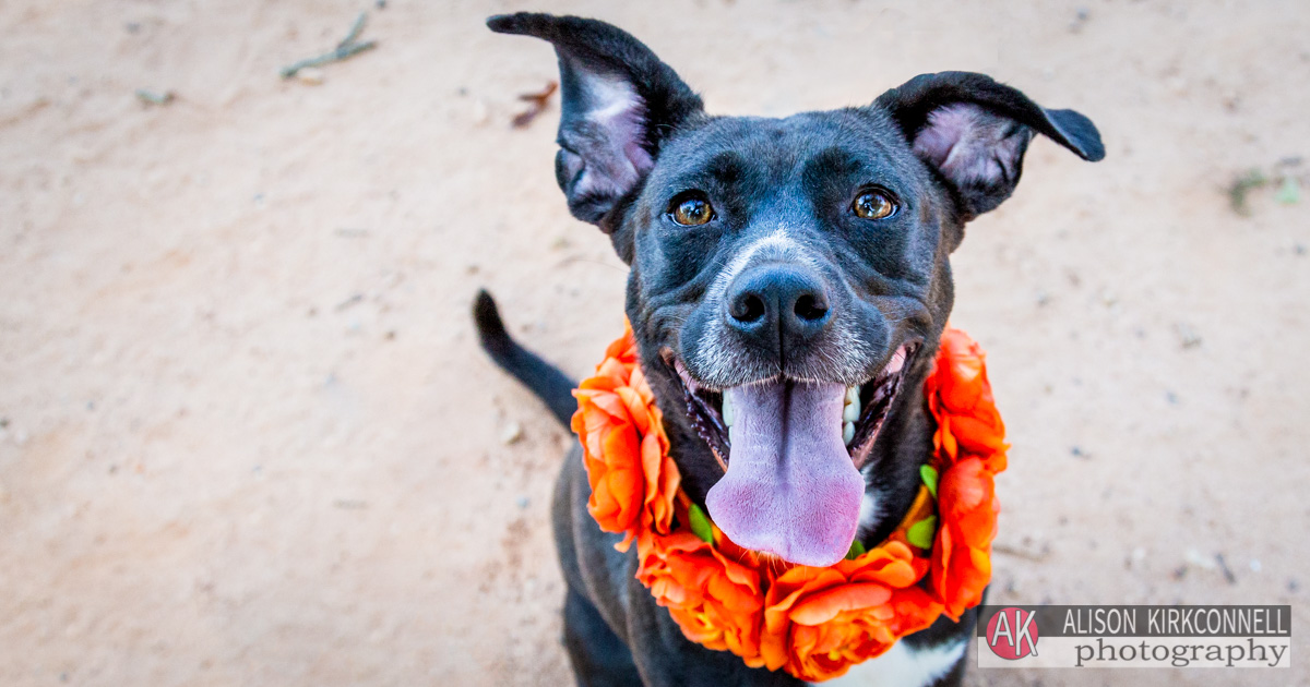 Animal Shelter Dog Portrait- Fort Mill, South Carolina Photographer