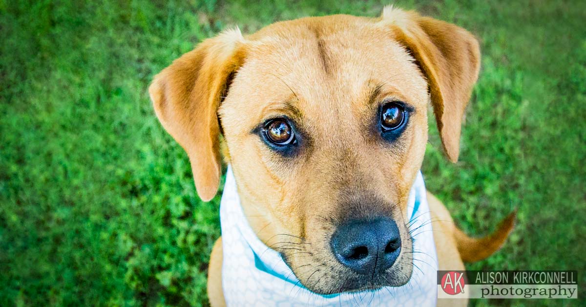 Animal Shelter Dog Portrait- Indian Land, South Carolina Photographer