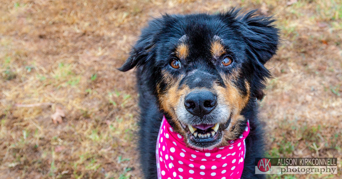 Animal Shelter Dog Portrait- Tega Cay, South Carolina Photographer