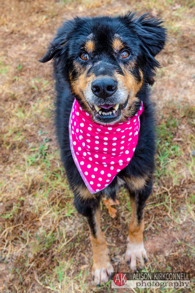 365 Shelter Dogs Day 259