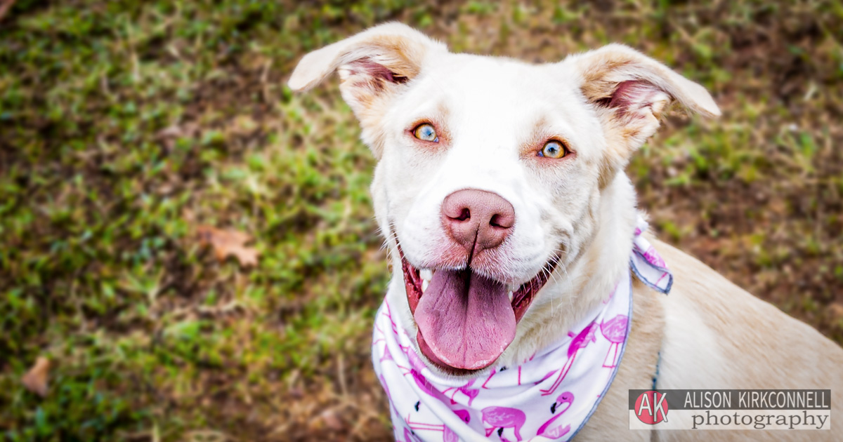 Animal Shelter Dog Portrait- Charlotte, North Carolina Photographer