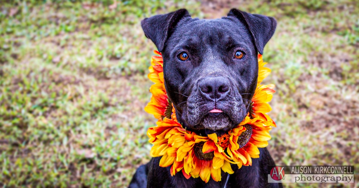 Animal Shelter Dog Portrait- Indian Land, South Carolina Photographer