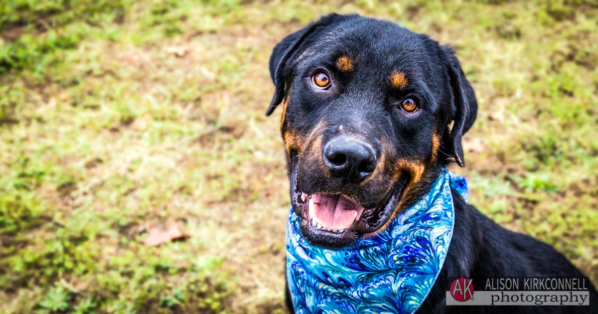 Animal Shelter Dog Portrait- Fort Mill, South Carolina Photographer