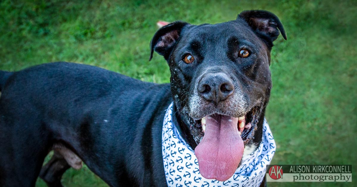 Animal Shelter Dog Portrait- Lake Wylie, South Carolina Photographer