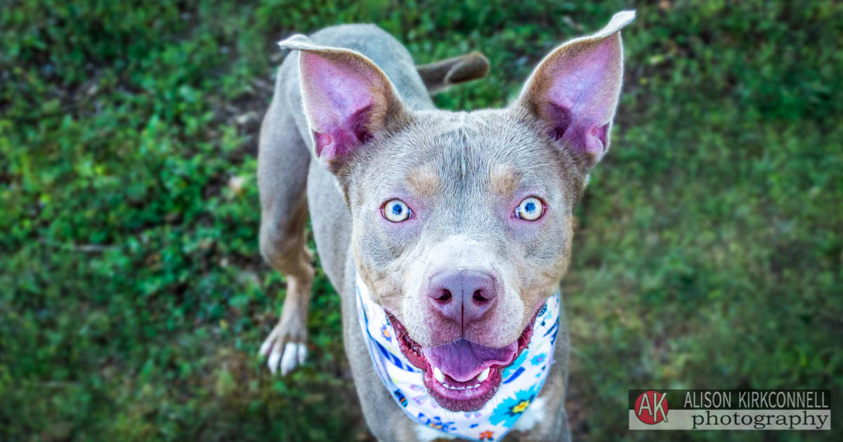 Animal Shelter Dog Portrait- Charlotte, North Carolina Photographer