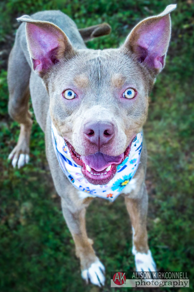 365 Shelter Dogs Day 267