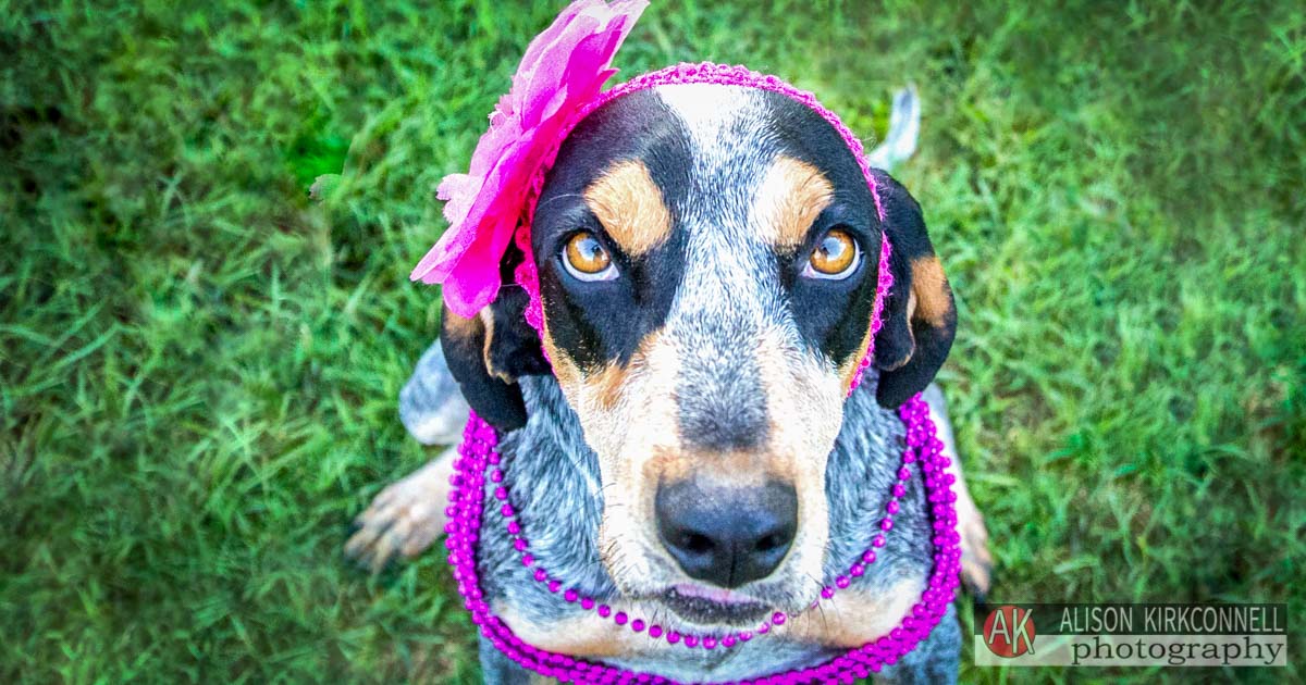 Animal Shelter Dog Portrait- Ballantyne Charlotte, North Carolina Photographer