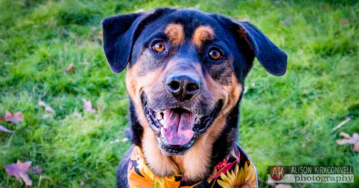 Animal Shelter Dog Portrait- Fort Mill, South Carolina Photographer