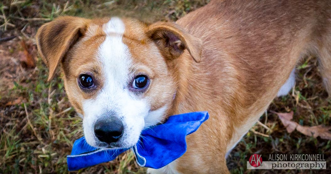 Animal Shelter Dog Portrait- Fort Mill, South Carolina Photographer
