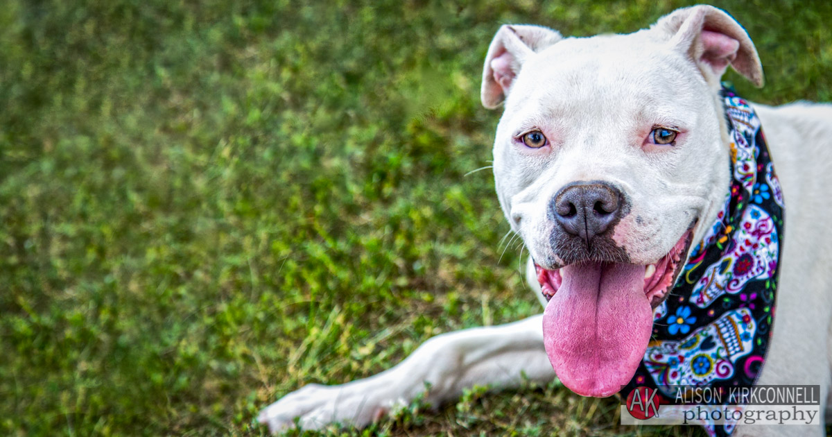 Animal Shelter Dog Portrait- Fort Mill, South Carolina Photographer