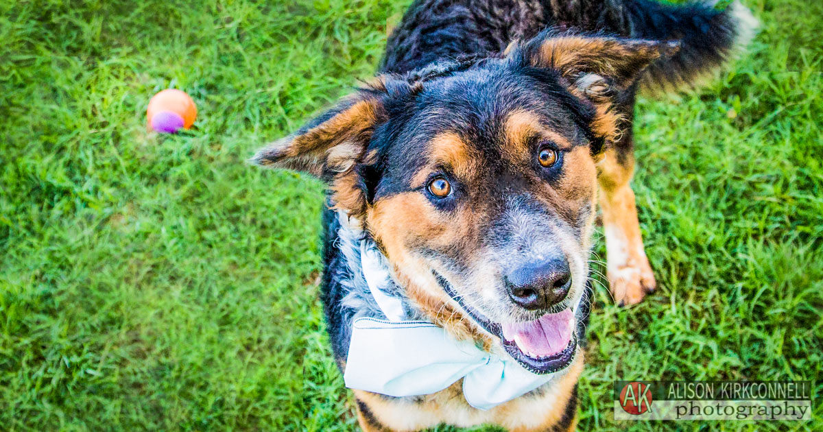 Animal Shelter Dog Portrait- Tega Cay, South Carolina Photographer