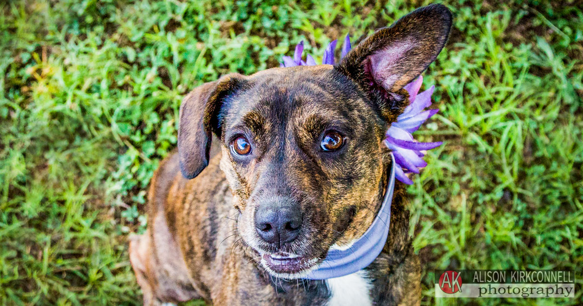 Animal Shelter Dog Portrait- Lake Wylie, South Carolina Photographer