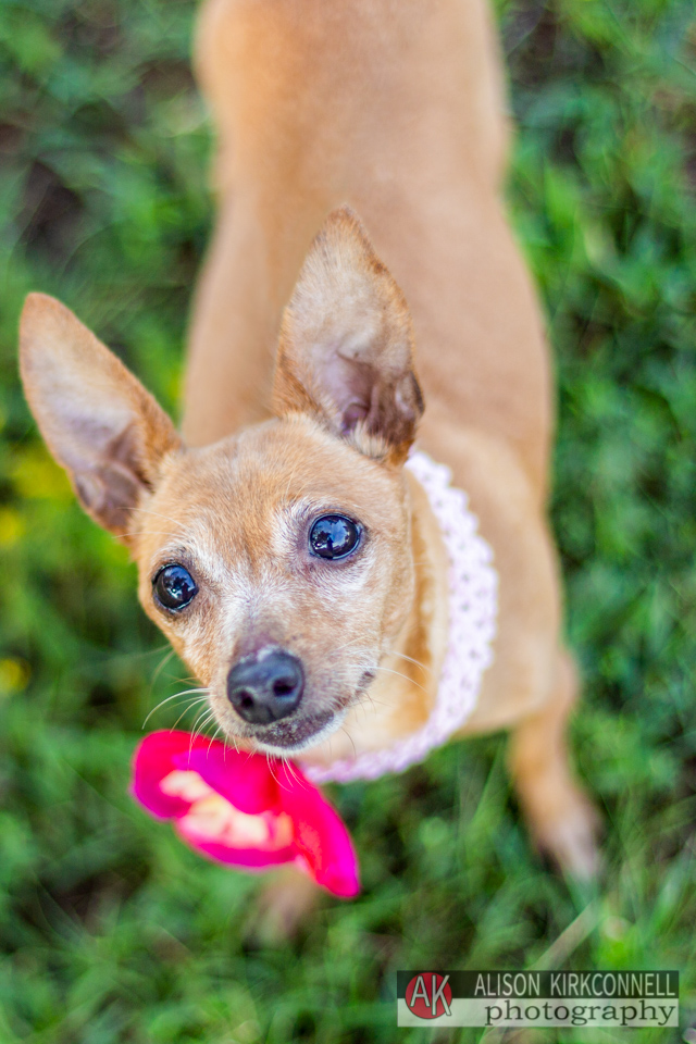 365 Shelter Dogs Day 255