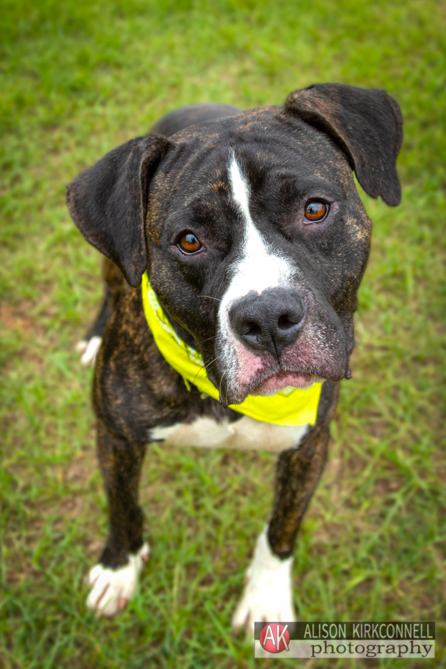 365 Shelter Dogs Day 256