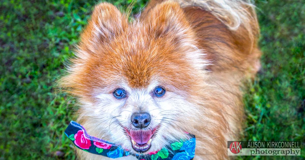 Animal Shelter Dog Portrait- Fort Mill, South Carolina Photographer