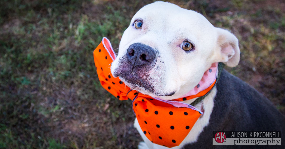 Animal Shelter Dog Portrait- Lake Wylie, South Carolina Photographer