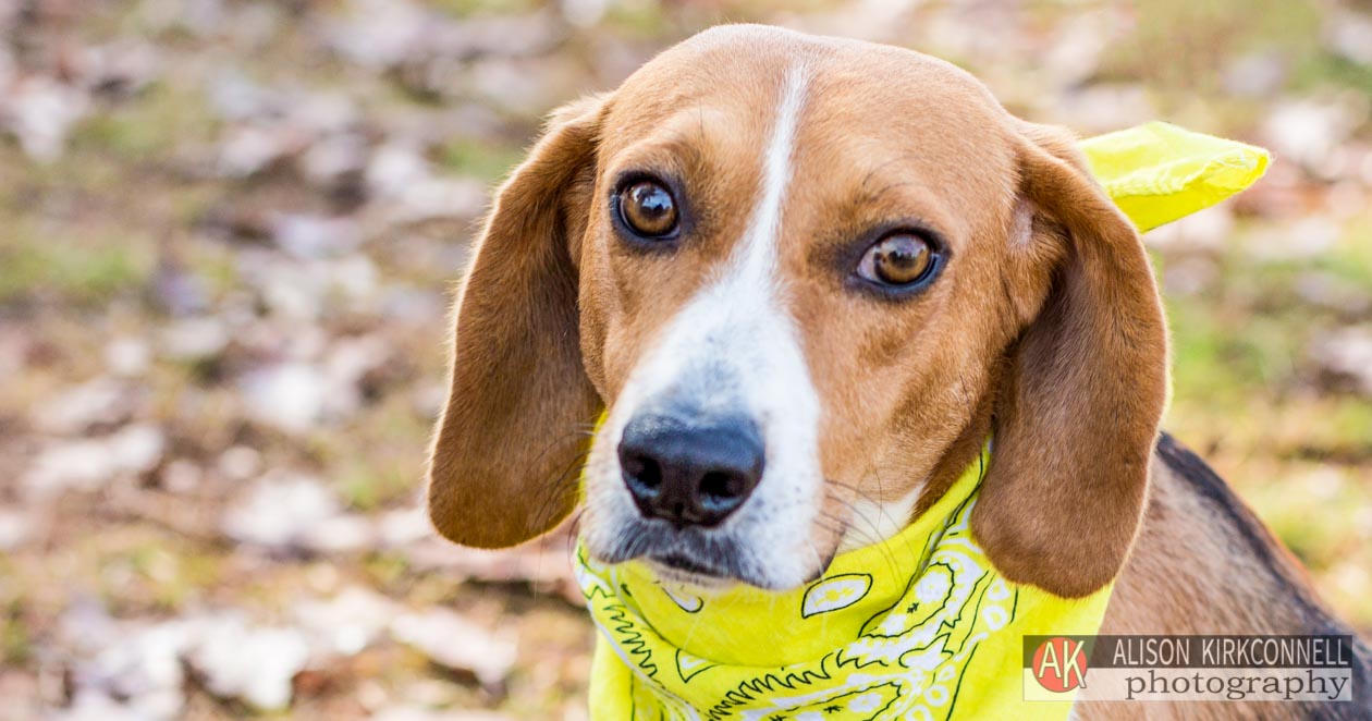 Animal Shelter Dog Portrait- Ballantyne Charlotte, North Carolina Photographer