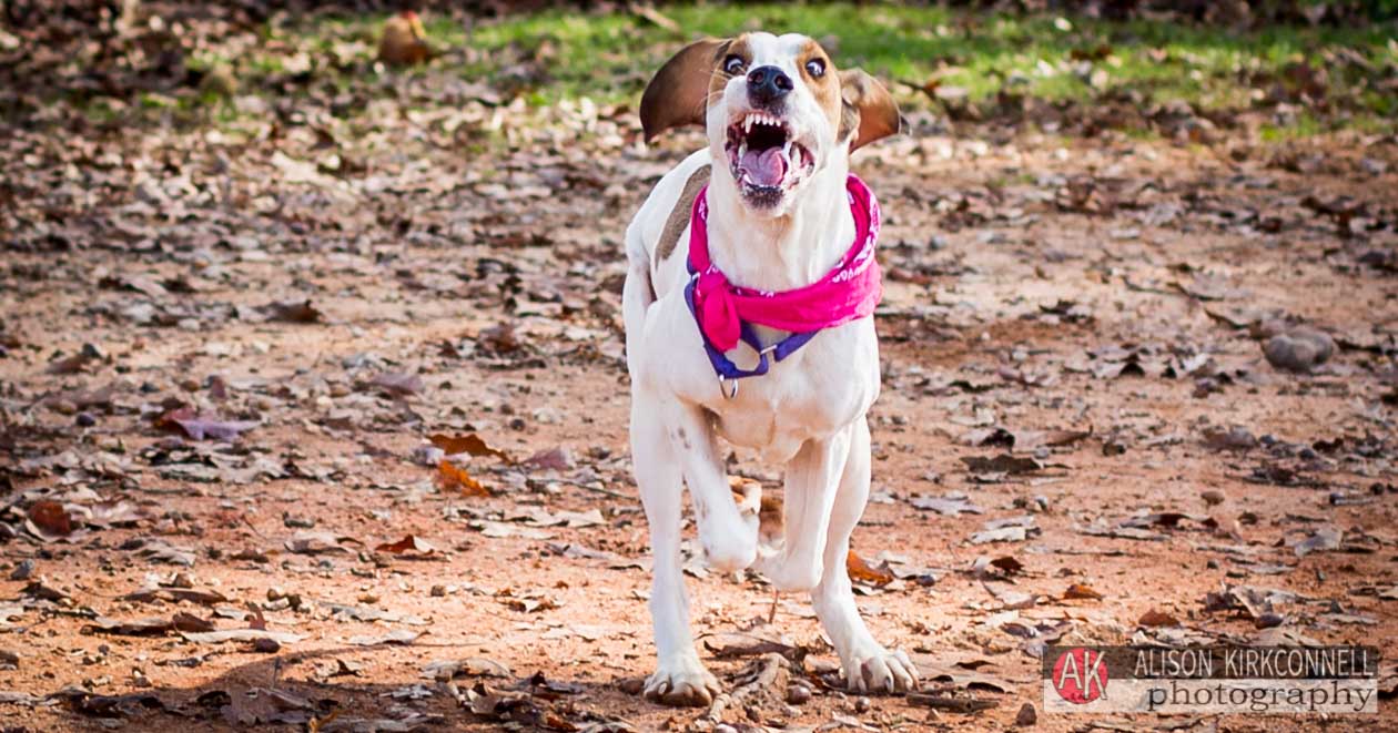 Animal Shelter Dog Portrait- Indian Land, South Carolina Photographer