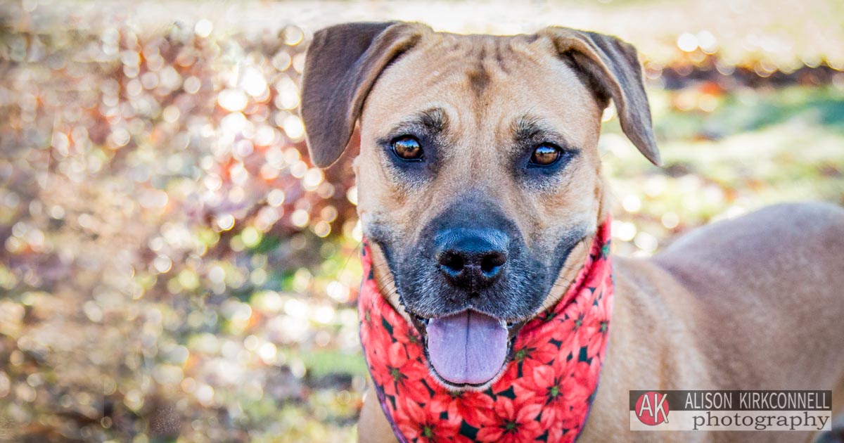 Animal Shelter Dog Portrait- Fort Mill, South Carolina Photographer