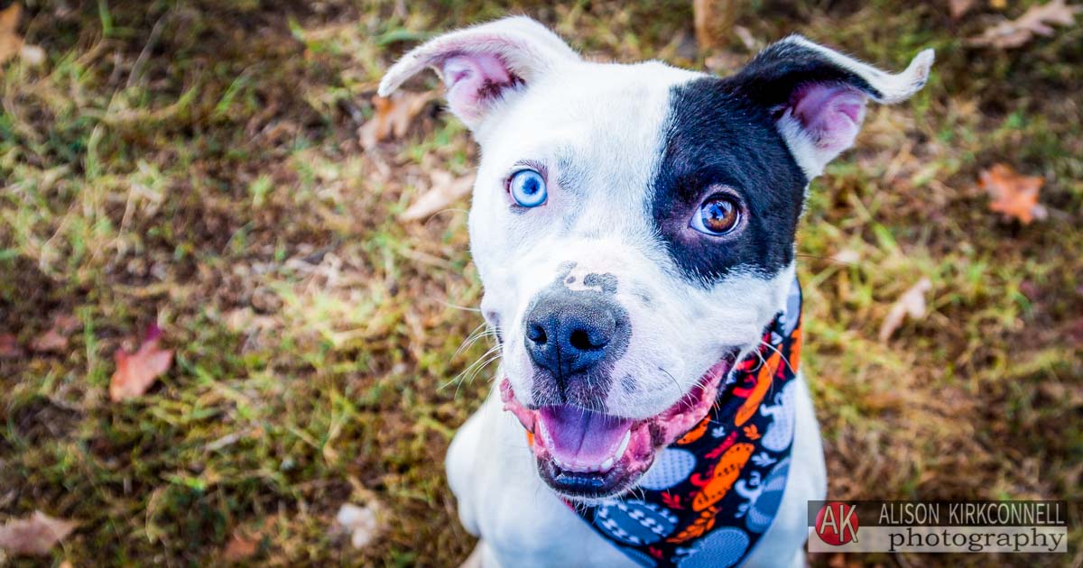 Animal Shelter Dog Portrait- Tega Cay, South Carolina Photographer