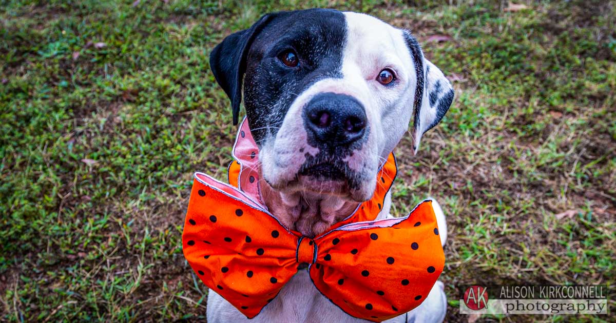 Animal Shelter Dog Portrait- Lake Wylie, South Carolina Photographer