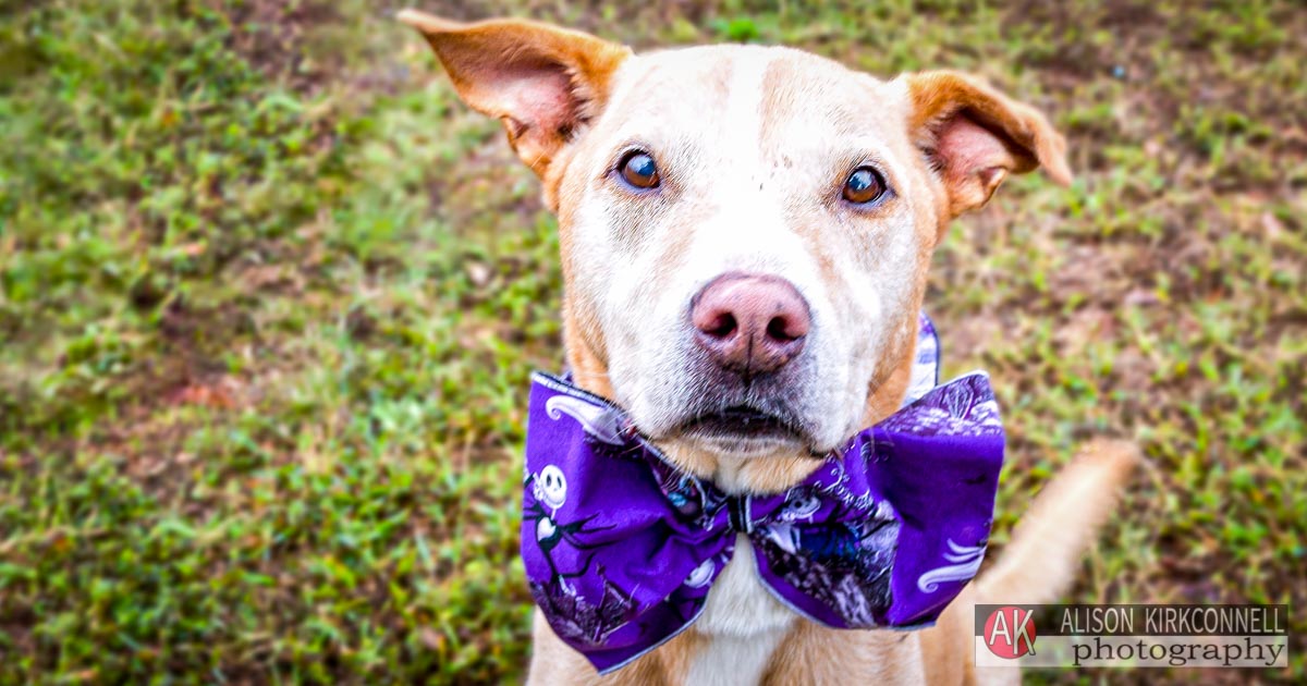 Animal Shelter Dog Portrait- Charlotte, North Carolina Photographer