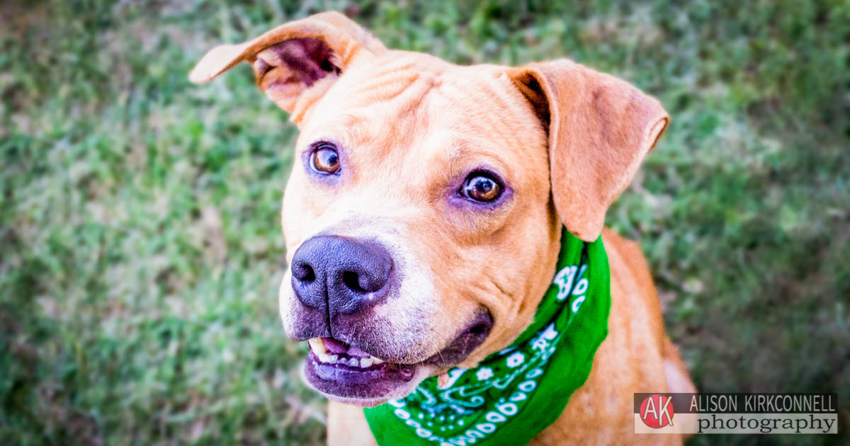 Animal Shelter Dog Portrait- Ballantyne Charlotte, North Carolina Photographer