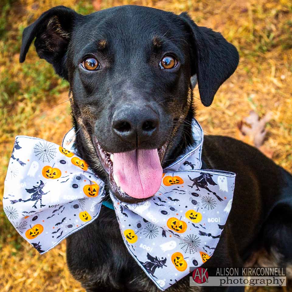 Animal Shelter Dog Portrait- Fort Mill, South Carolina Photographer